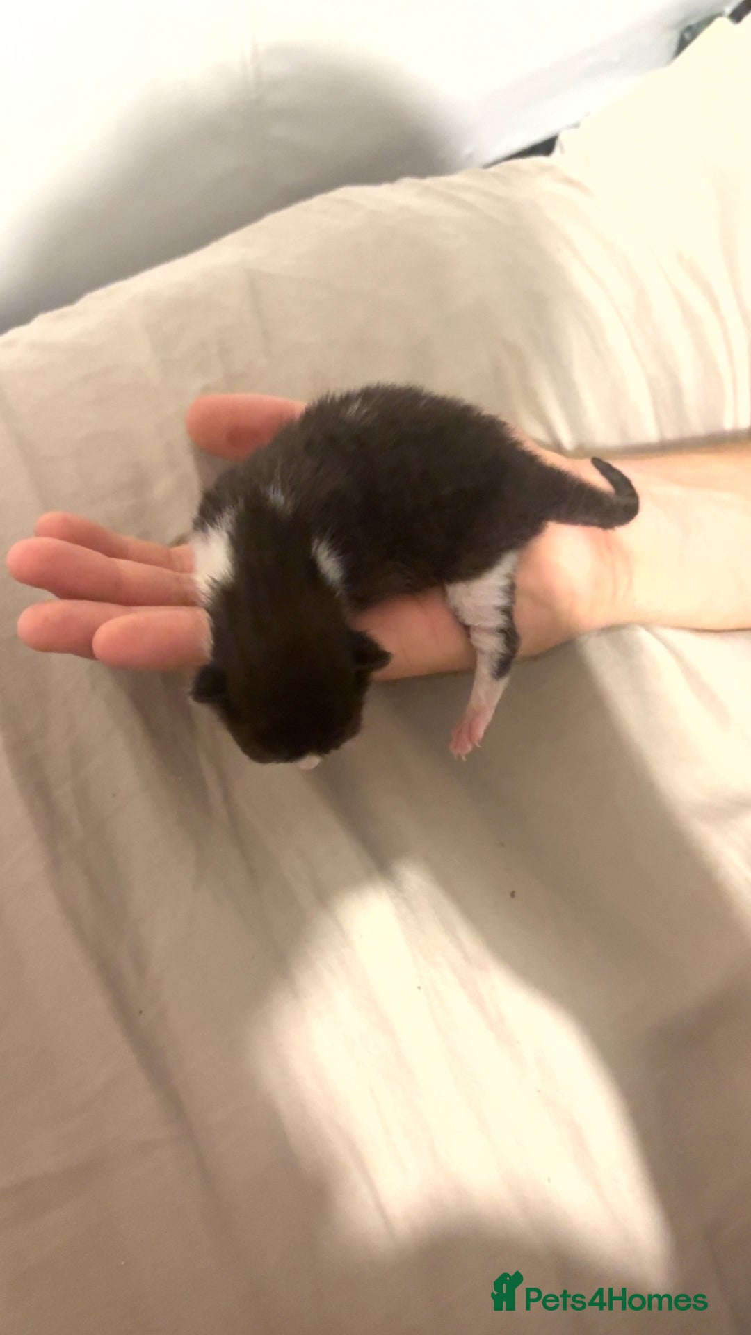 Mixed Breed cats for sale: 4 kittens for sale  - Image 4