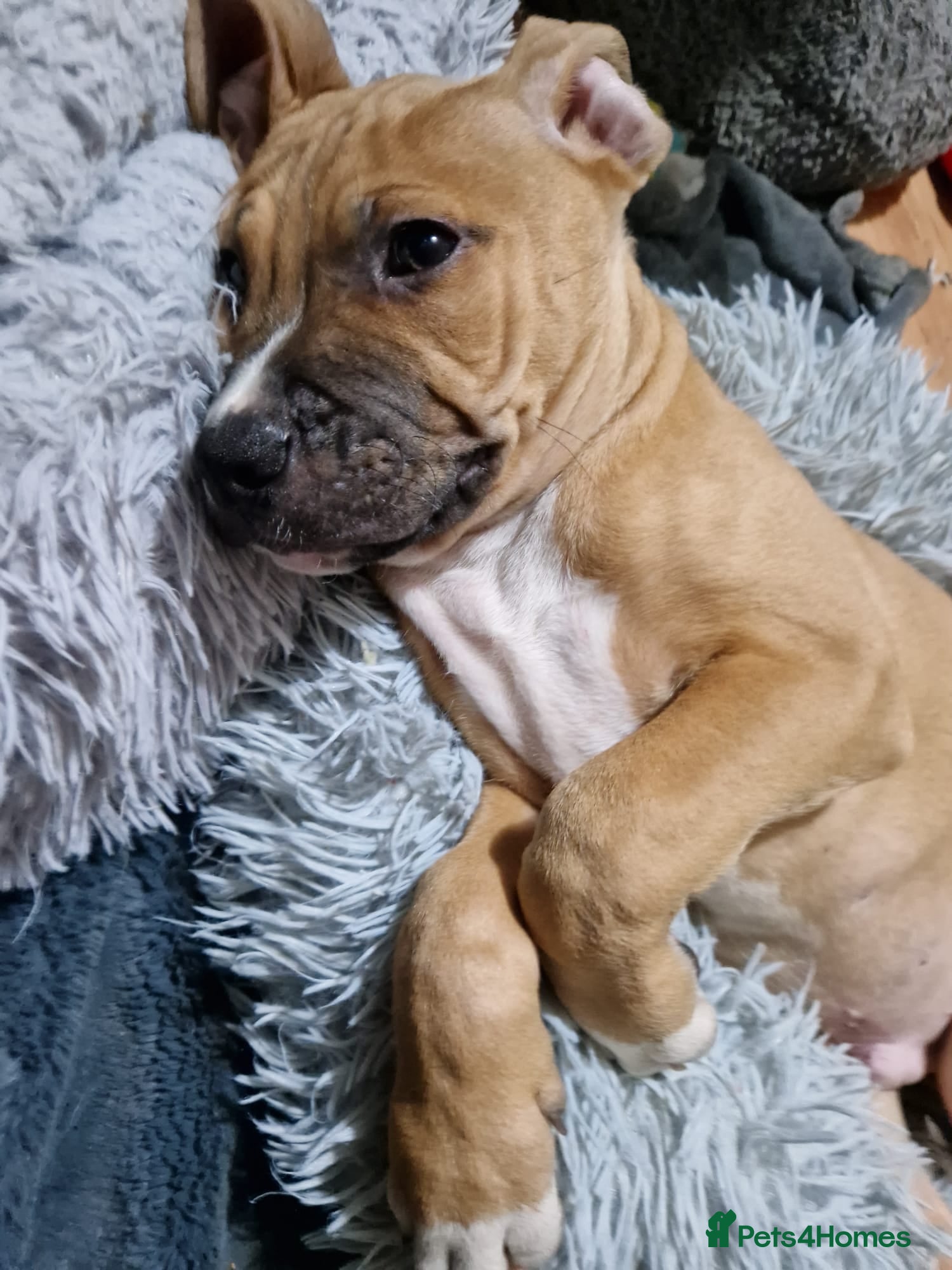 American Bulldog dogs 11 little hearts need their forever home - Advert 3