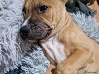 American Bulldog dogs 11 little hearts need their forever home - Advert 2