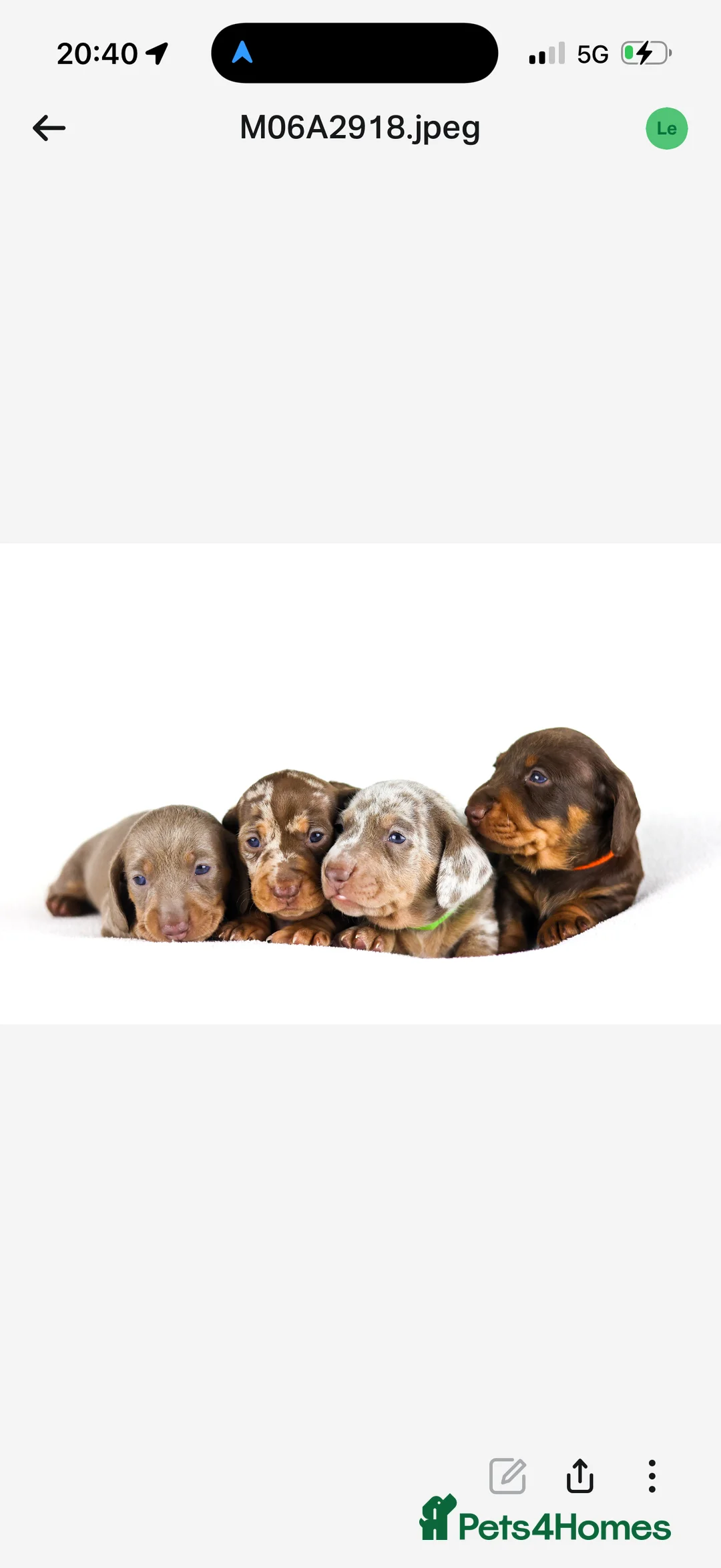 Miniature Dachshund dogs for sale: Miniature dachshund puppies  - Advert 3