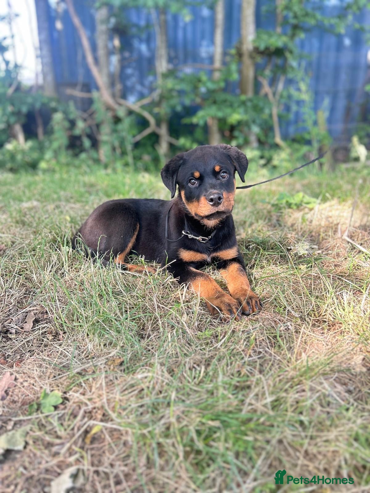 Rottweiler dogs Last Boy Rottweiler Puppy For Sale - Advert 1