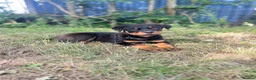 Rottweiler dogs for sale: Last Boy Rottweiler Puppy For Sale - Advert 1