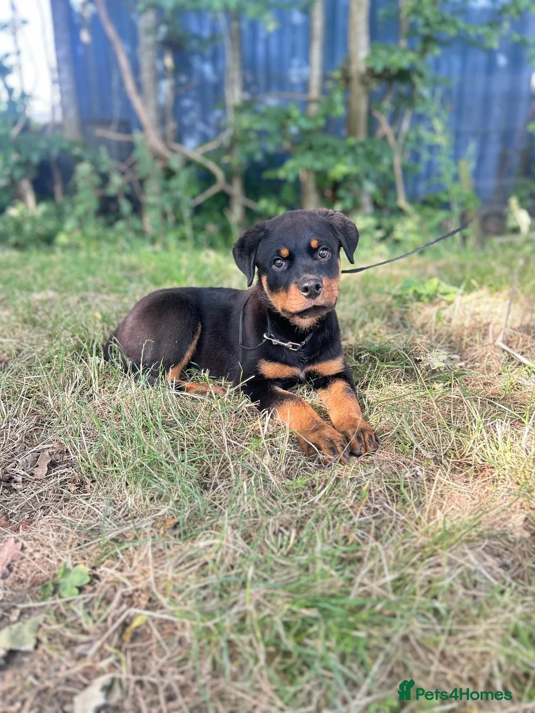 Rottweiler dogs for sale: Last Boy Rottweiler Puppy For Sale - Advert 1