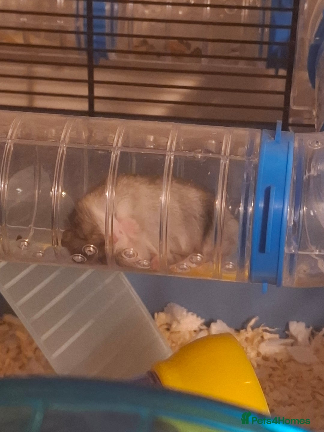 Hamster rodents for sale: Hamster  - Image 2