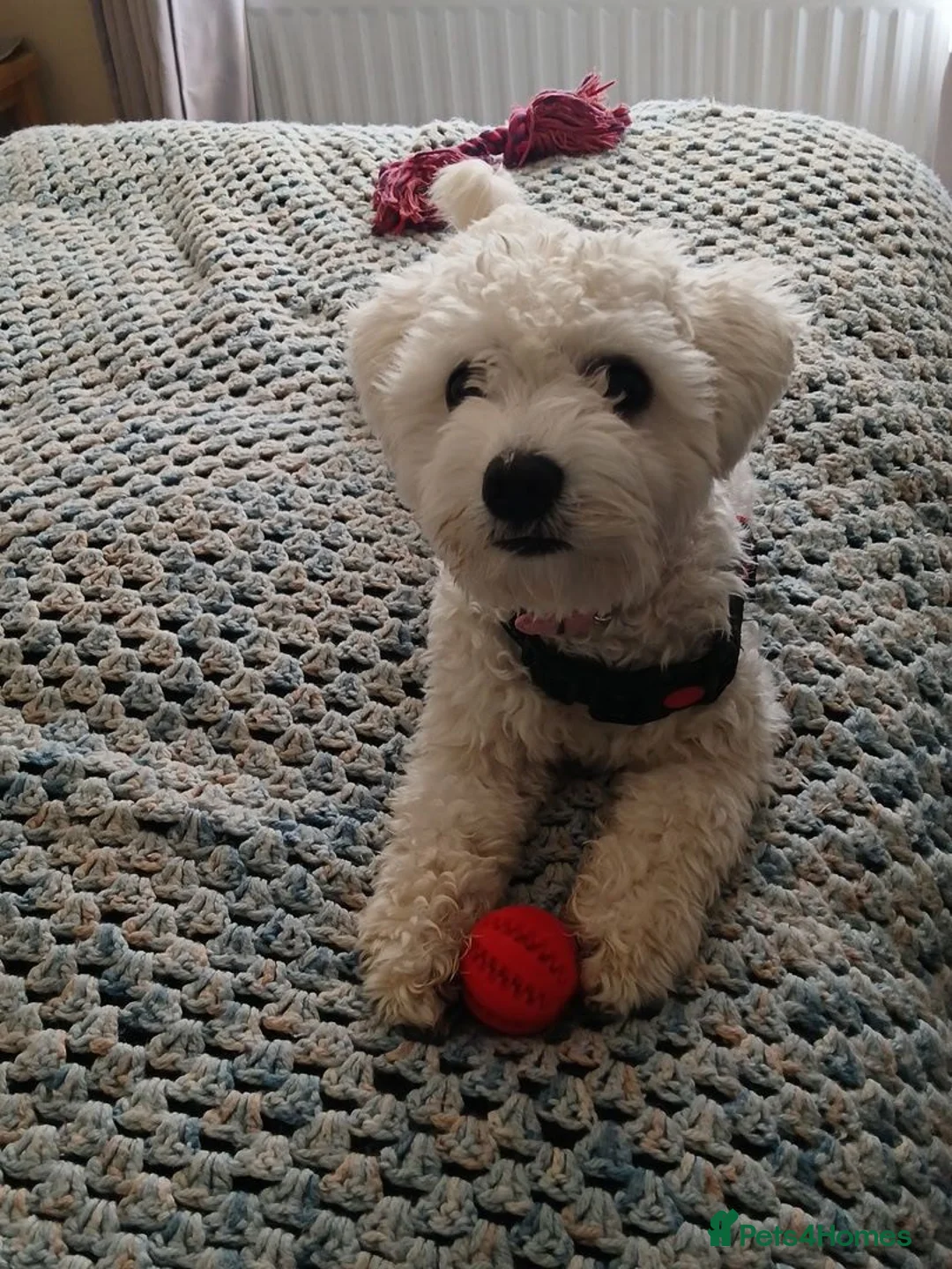 Bichon Frise dogs for sale: Female bichon  - Advert 1