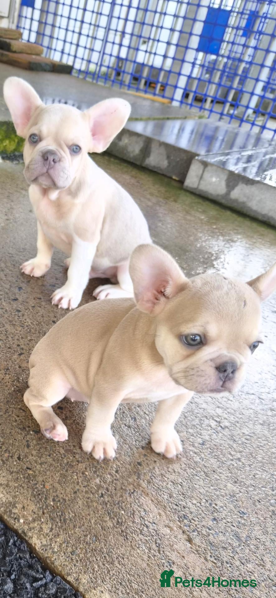 French Bulldog dogs French Bulldog KC Puppies - Advert 2