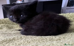 Mixed Breed cats for sale: 4  GORGEOUS TABBY/TORTOISHELL GIRLS.   - Image 28
