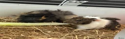 Guinea Pig rodents for sale: Female Guinea Pigs in Hartlepool - Advert 1
