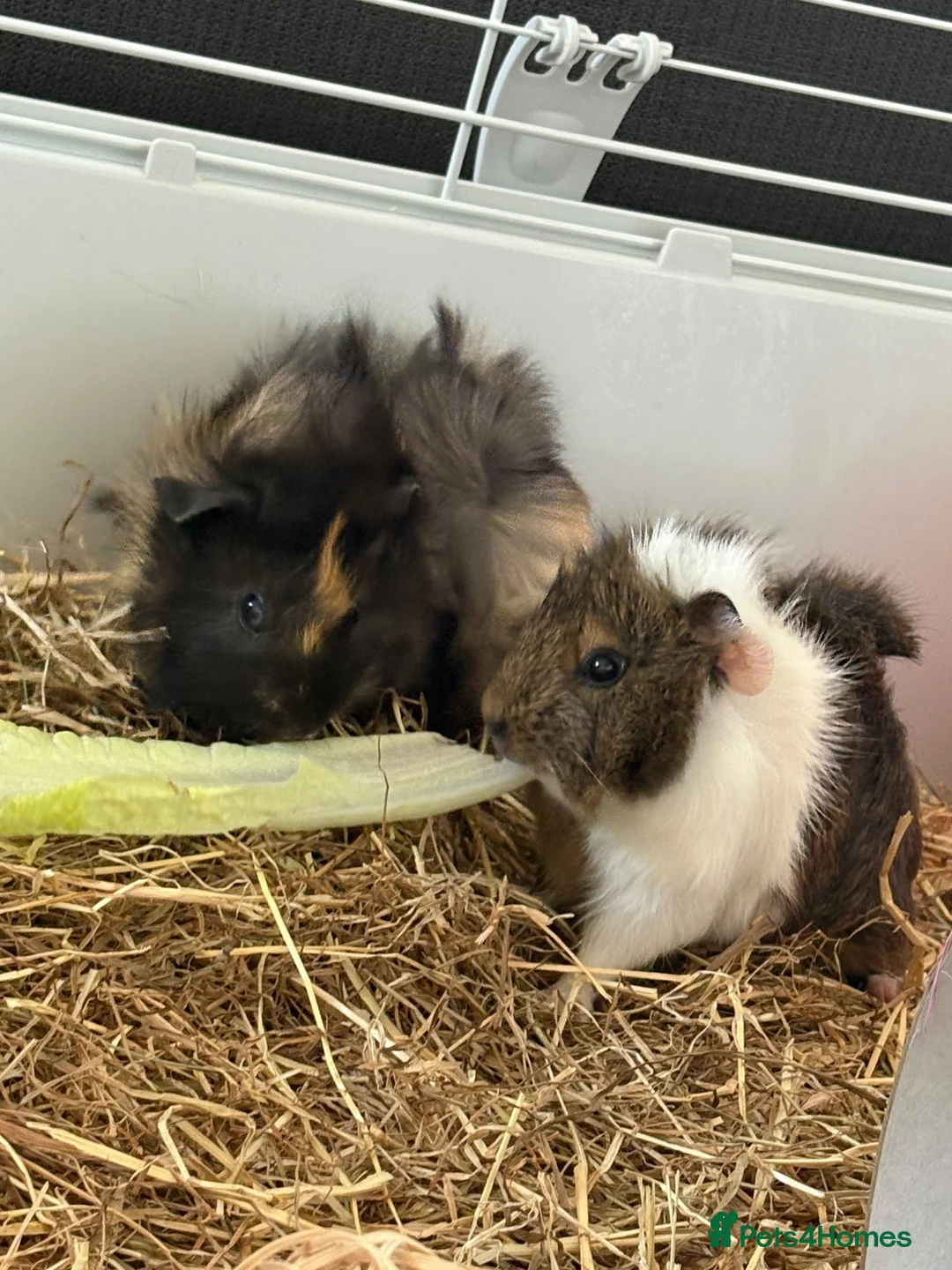 Guinea Pig rodents for sale: Female Guinea Pigs in Hartlepool - Advert 1