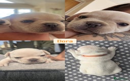 French Bulldog dogs for sale:  French bulldogs looking for their forever home in Lincoln - Image 8