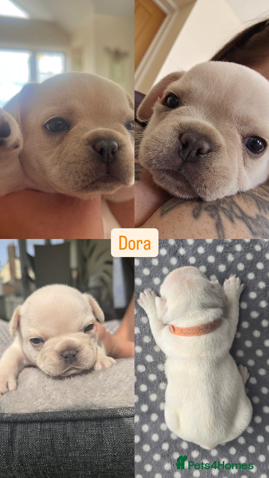French Bulldog dogs for sale:  French bulldogs looking for their forever home in Lincoln - Image 8