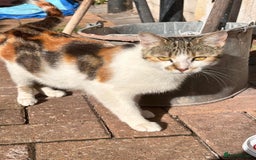 Mixed Breed cats for sale: ******s to collect  - Image 3