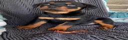 Rottweiler dogs for sale: Three gorgeous Rottweiler Girls - Advert 8