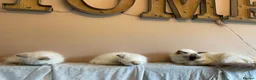 Ragdoll cats for sale: GCCF and TBRCC Registered Ragdoll Breeder Litter   in Bolton - Advert 2