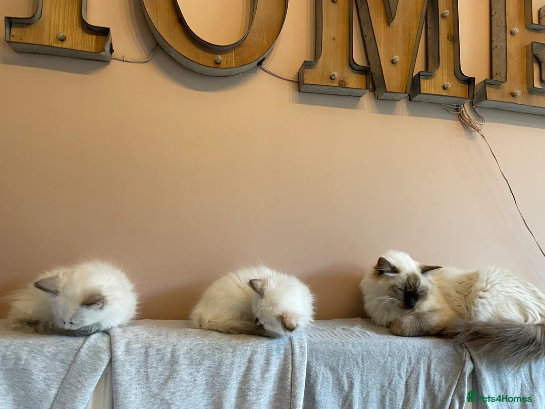 Ragdoll cats for sale: GCCF and TBRCC Registered Ragdoll Breeder Litter   in Bolton - Advert 2