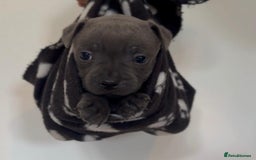 Staffordshire Bull Terrier dogs for sale: 💙Stunning Blue Staffordshire Bull Terrier Pups 💙 - Image 4
