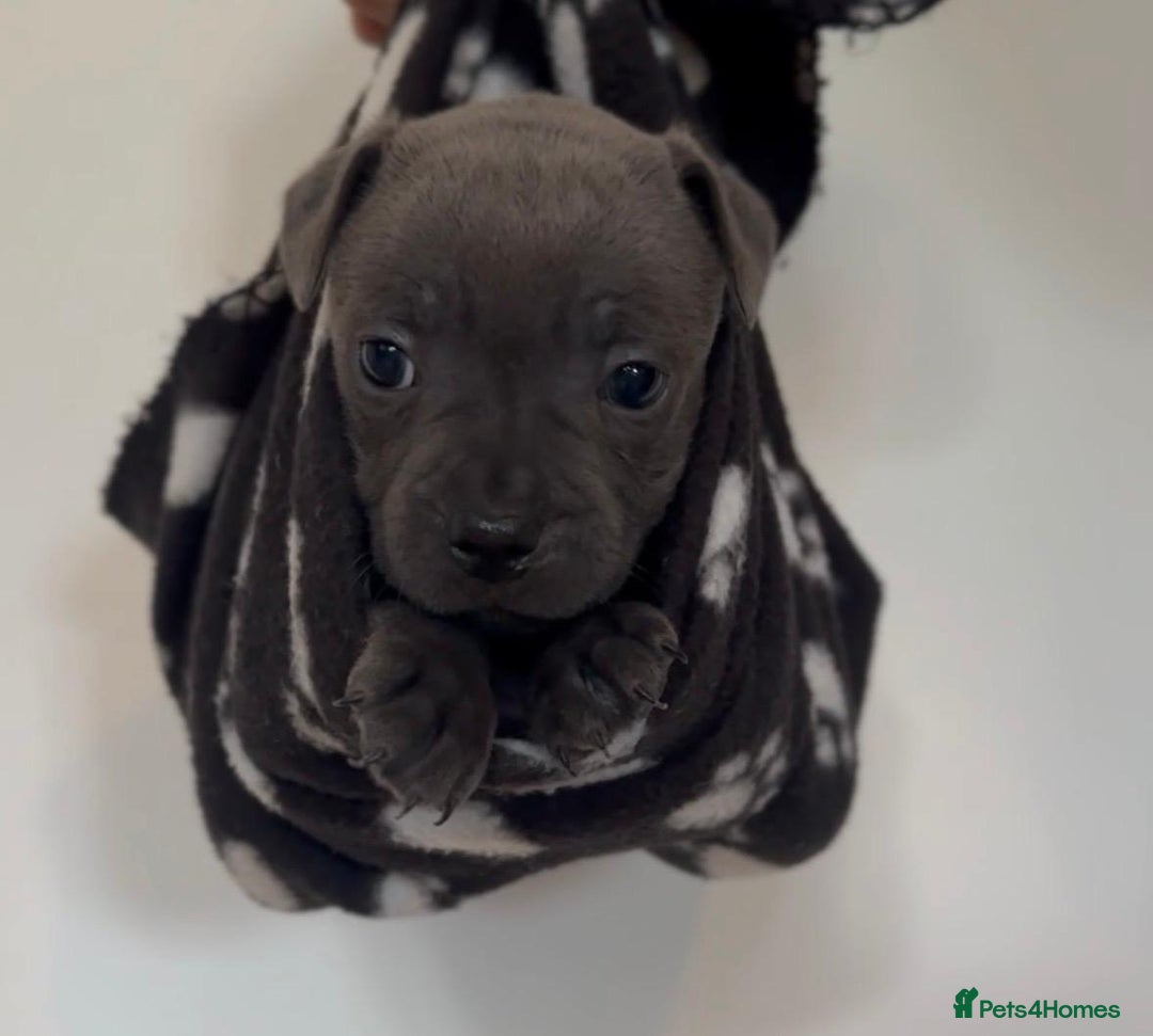 Staffordshire Bull Terrier dogs for sale: 💙Stunning Blue Staffordshire Bull Terrier Pups 💙 - Image 4
