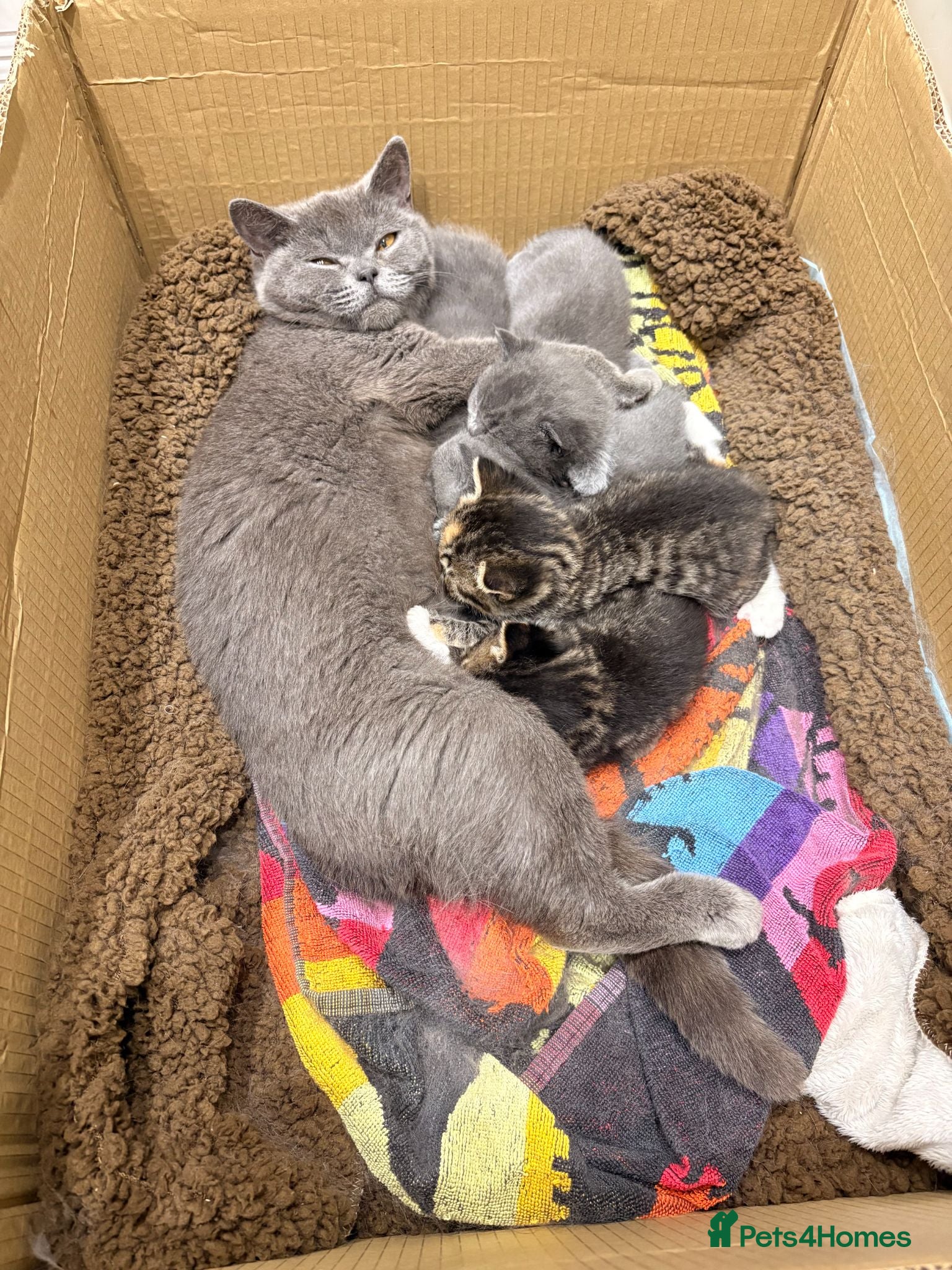 British Shorthair cats Cuteness Alert - Five BSH kittens ready to rehome - Advert 5