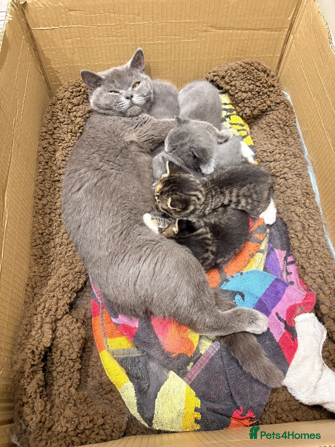 British Shorthair cats for sale: Cuteness Alert - Five BSH kittens ready to rehome - Advert 1