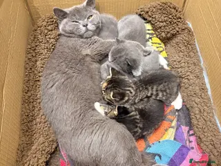 British Shorthair cats Cuteness Alert - Five BSH kittens ready to rehome - Advert 1