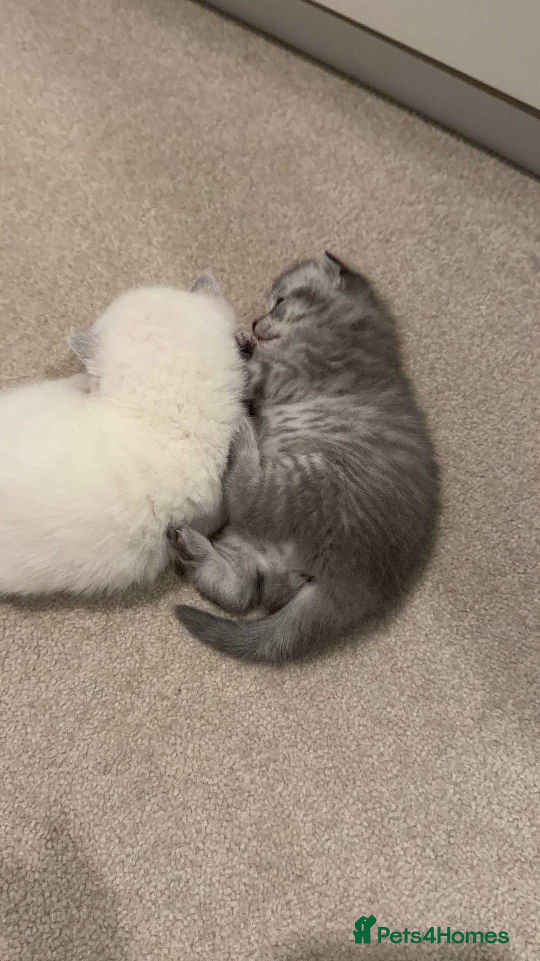 British Shorthair cats for sale: British Shorthair vs Scottish Fold  - Advert 11