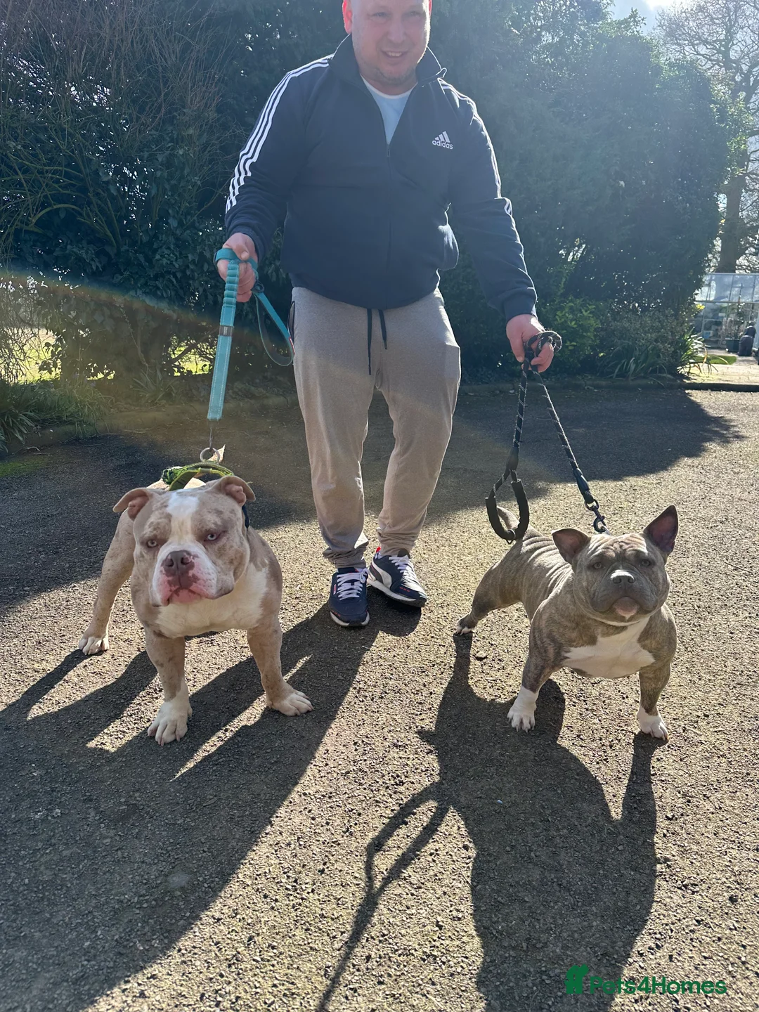 American Bully dogs for stud: Merle ABKC american pocket bully stud in Leicester - Advert 22