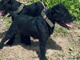Patterdale Terrier dogs Beautiful black girl - Advert 3