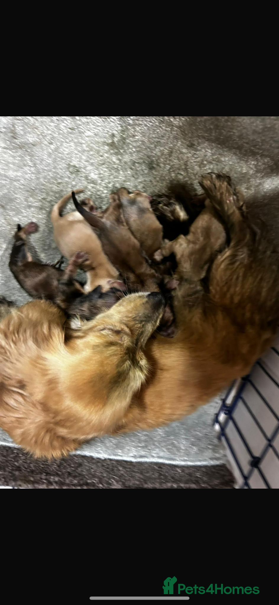 Miniature Dachshund dogs Adorable KC registers long haired dachshund - Advert 2