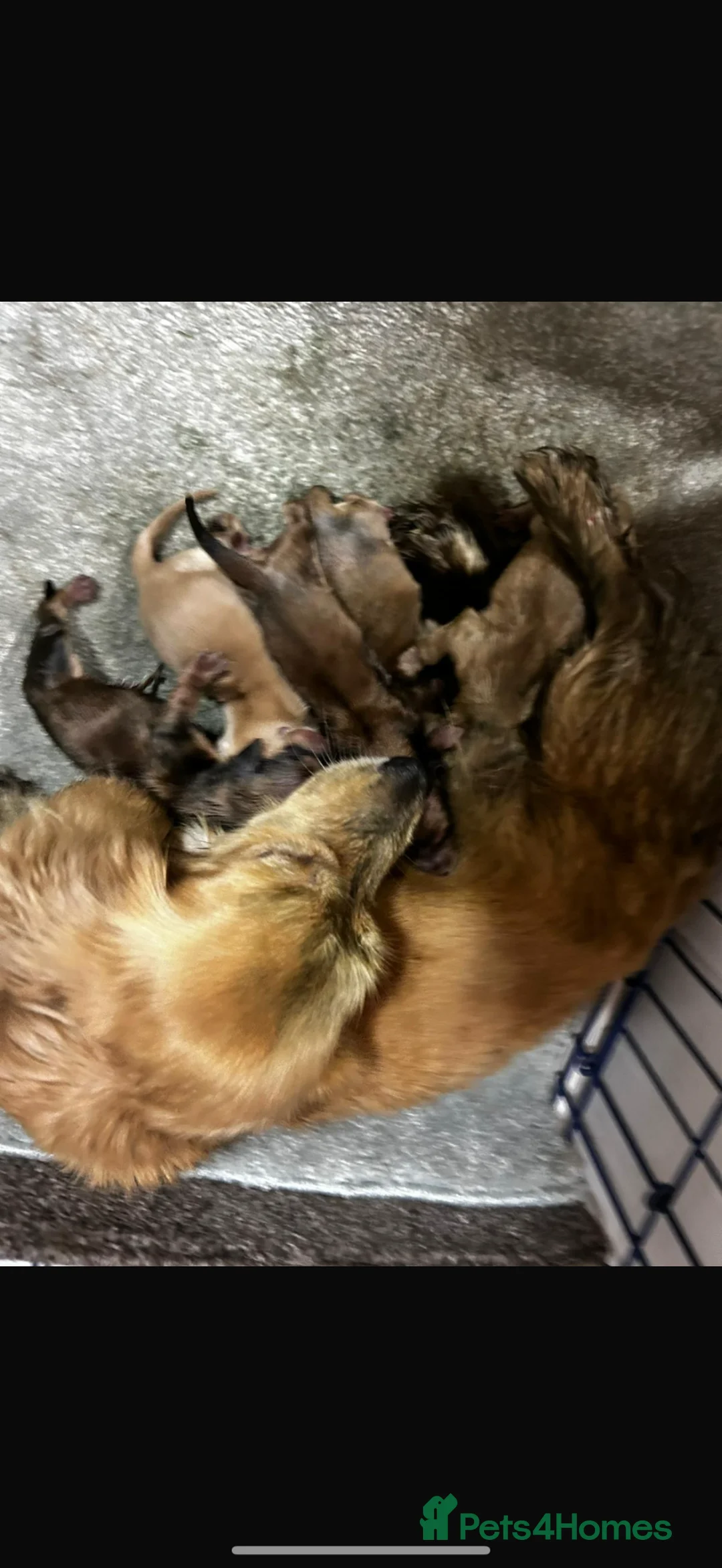 Miniature Dachshund dogs for sale: Adorable KC registers long haired dachshund - Advert 2