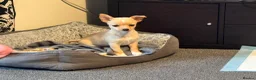 Chihuahua dogs for sale: 2 beautiful pups for sale.  - Advert 4