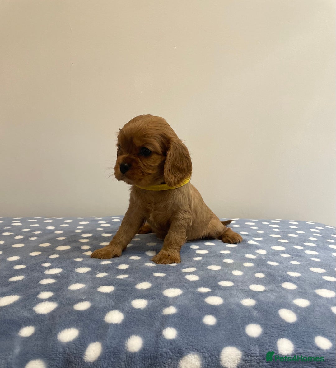 Cavalier King Charles Spaniel dogs for sale: Cavalier King Charles  - Image 32