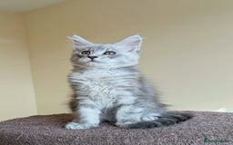 Maine Coon cats for sale: Sweet Maine Coon Kittens  - Image 6