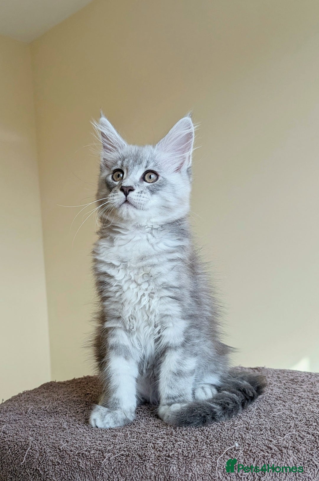 Maine Coon cats for sale: Sweet Maine Coon Kittens  - Image 6