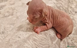 Sphynx cats for sale: Two sphynx kittens  - Image 2