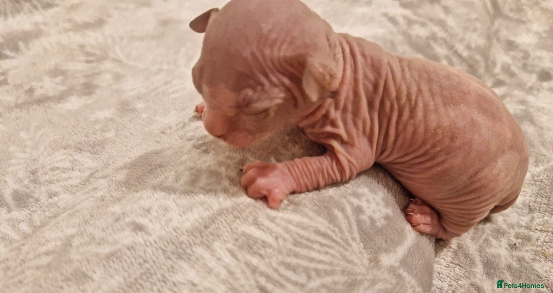 Sphynx cats for sale: Two sphynx kittens  - Image 2