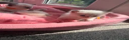 Ragdoll cats for sale: Exceptional Ragdolls  - Advert 11