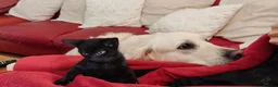Mixed Breed cats for sale: Beautiful black kittens for sale. in Alloa - Advert 8