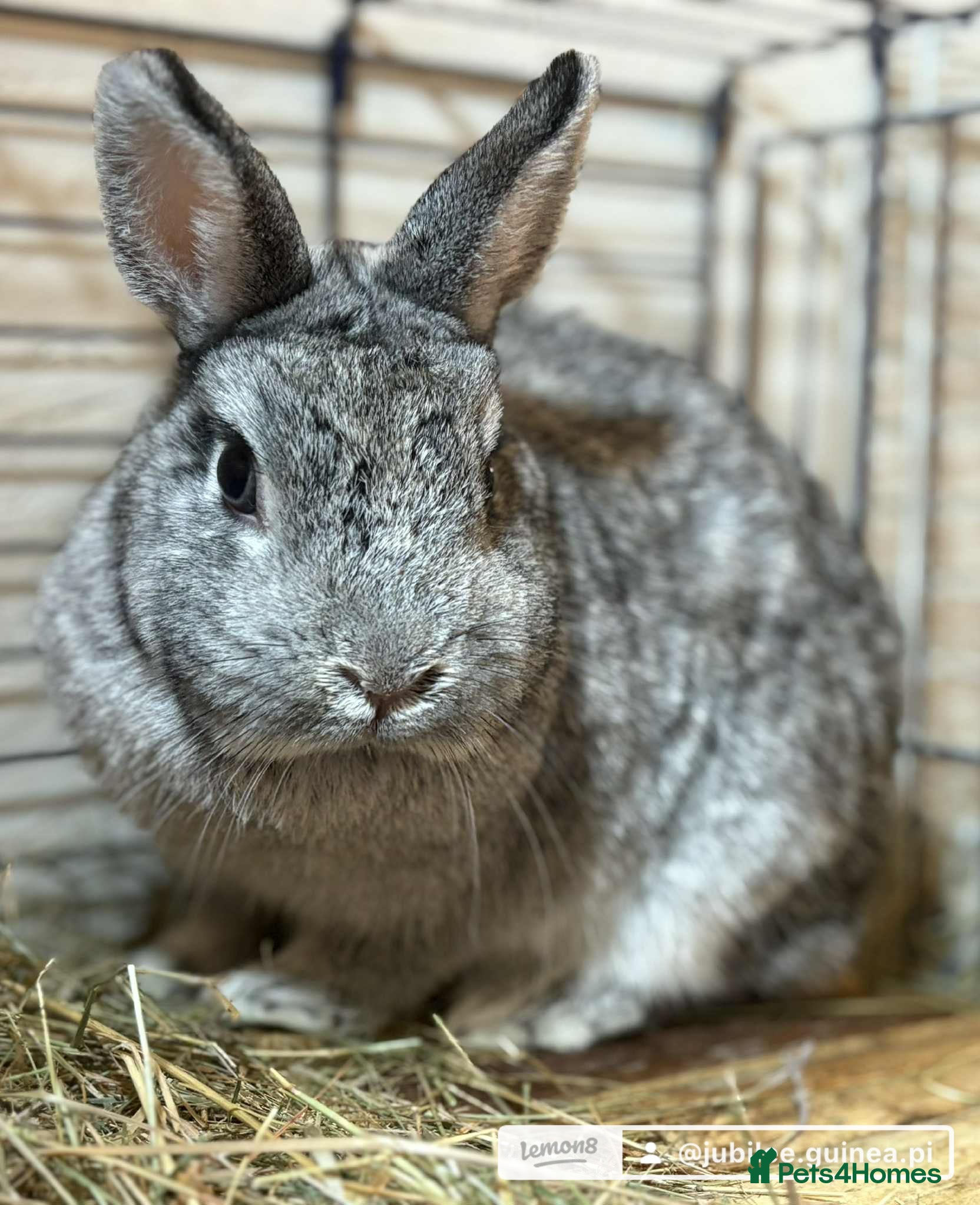 Netherland Dwarf rabbits Two Netherland doe available  - Advert 9