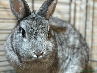 Netherland Dwarf rabbits - Advert 1