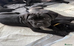 Cane Corso dogs for sale: Cane corso pups - Image 1