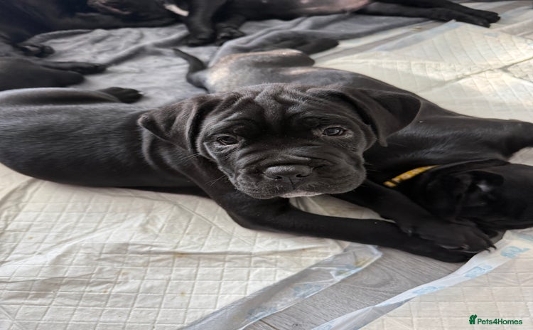 Cane Corso dogs - Advert 1