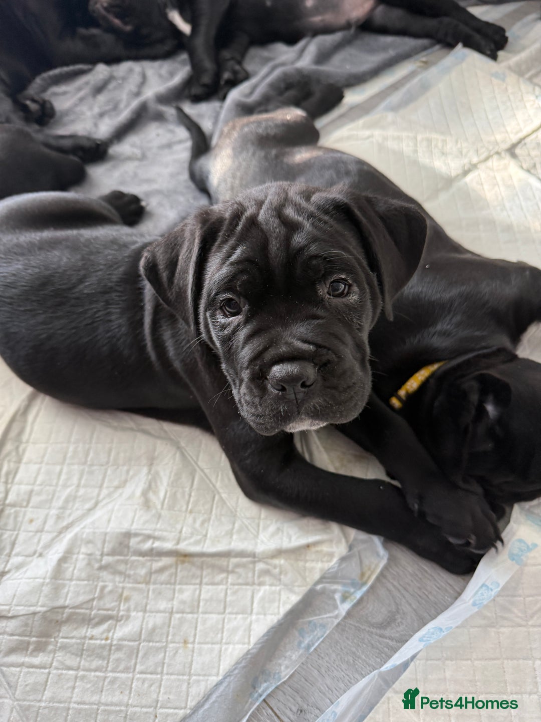 Cane Corso dogs for sale: Cane corso pups - Image 1