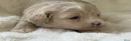 Maltipoo dogs for sale: Stunning Maltipoo’s - Advert 4