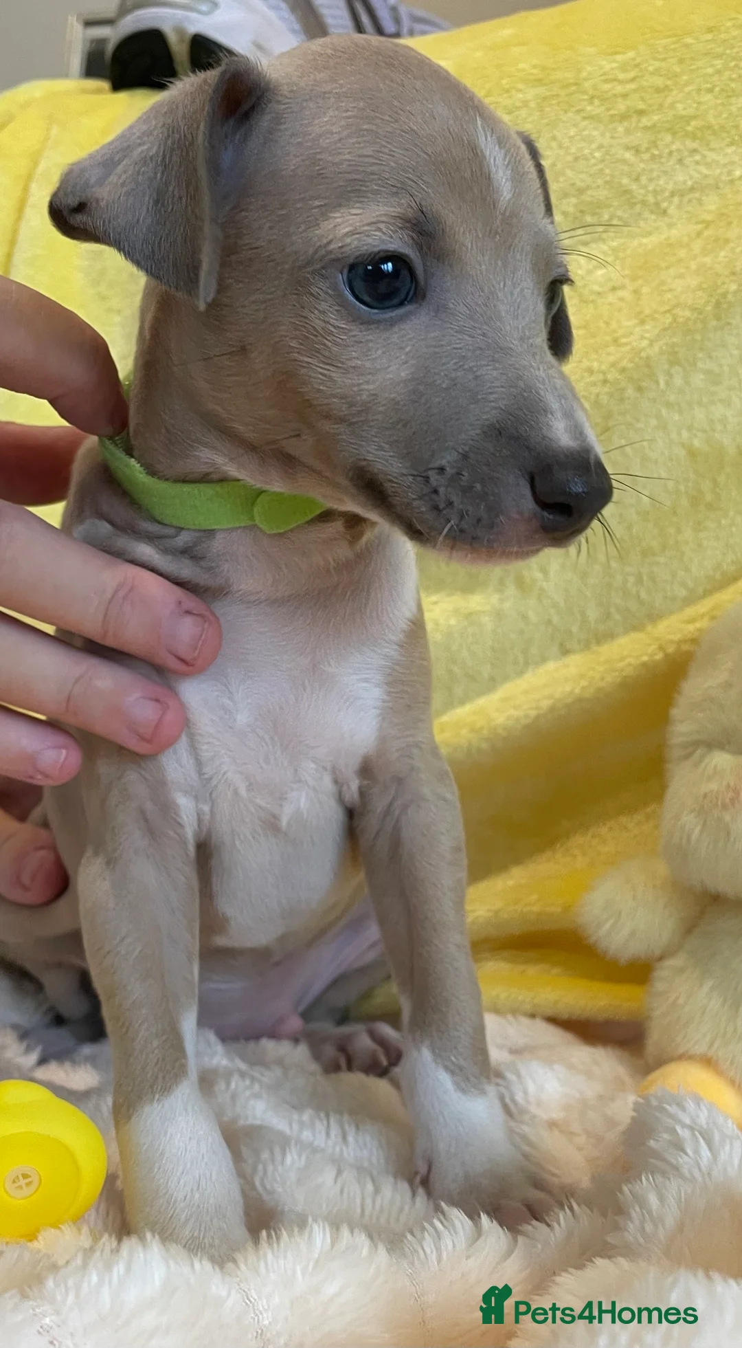 Mixed Breed dogs for sale: Gorgeous 3/4 ITALIAN GREYHOUND pups - Advert 1