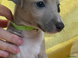 Mixed Breed dogs Gorgeous 3/4 ITALIAN GREYHOUND pups - Advert 1