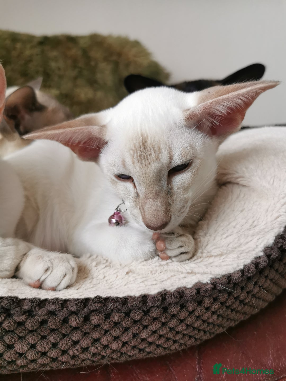 Siamese cats for sale: Pedigree 2 Siamese Male Kittens for sale  - Image 6