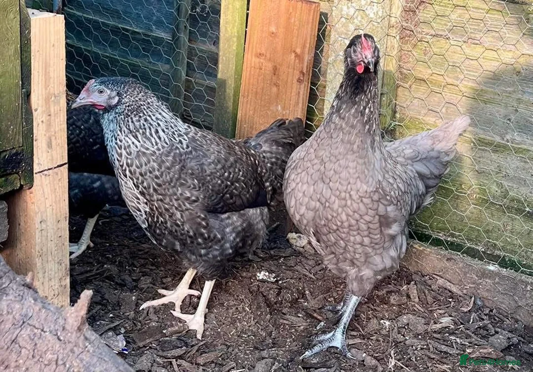 Chickens poultry for sale: Guaranteed female point of lay hybrids  - Advert 5