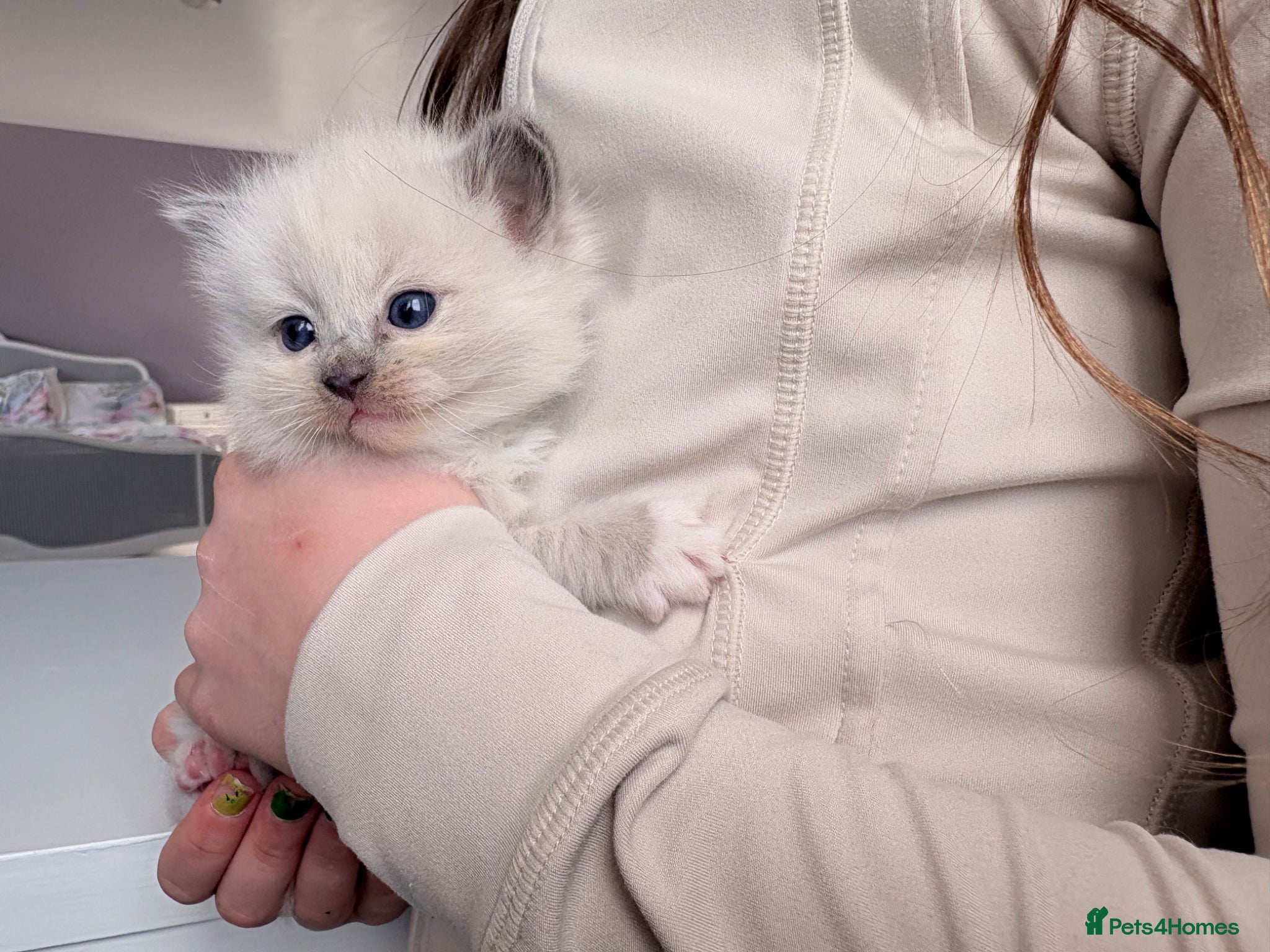 Ragdoll cats Exquisite pedigree ragdoll babies - Advert 5