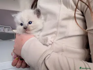 Ragdoll cats Exquisite pedigree ragdoll babies - Advert 5