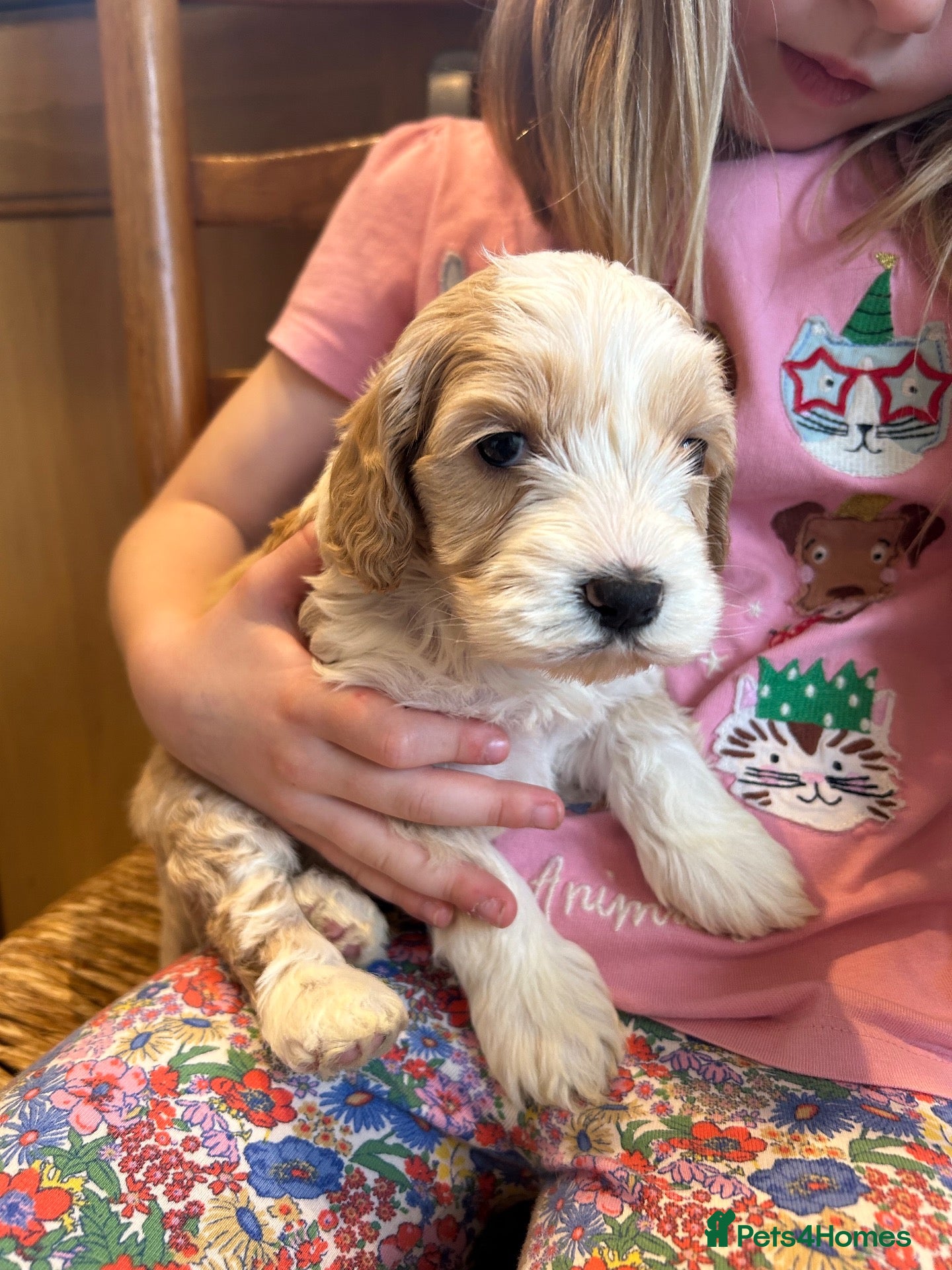Australian Labradoodle dogs Miniature Australian Labradoodles Health tested - Advert 1